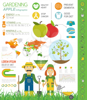 Gardening work, farming infographic. Apple. Graphic template. Flat style design. Vector illustration