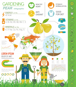 Gardening work, farming infographic. Pear. Graphic template. Flat style design. Vector illustration