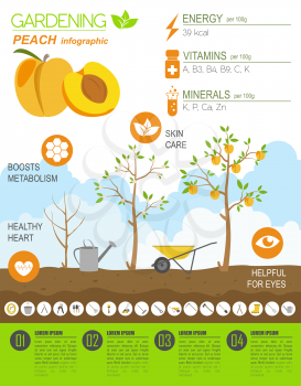 Gardening work, farming infographic. Peach. Graphic template. Flat style design. Vector illustration