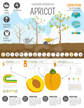 Gardening work, farming infographic. Apricot. Graphic template. Flat style design. Vector illustration