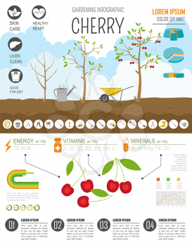 Gardening work, farming infographic. Cherry. Graphic template. Flat style design. Vector illustration
