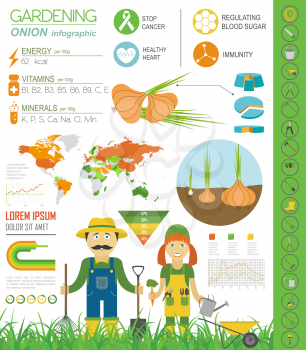 Gardening work, farming infographic. Onion, Graphic template. Flat style design. Vector illustration