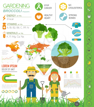 Gardening work, farming infographic. Broccoli. Graphic template. Flat style design. Vector illustration