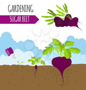 Garden. Sugar beet. Plant growth. Vector illustration