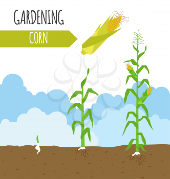 Garden. Sweet corn. Plant growth. Vector illustration