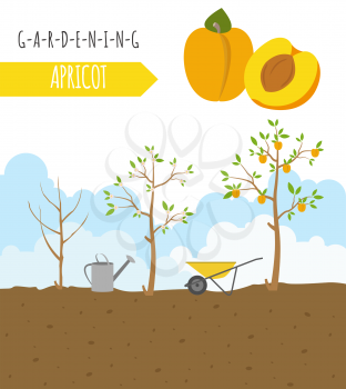 Gardening work, farming infographic. Apricot. Graphic template. Flat style design. Vector illustration