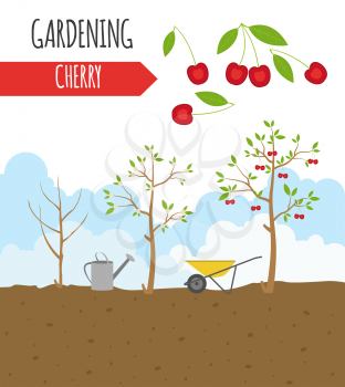 Garden. Cherry. Plant growth. Vector illustration