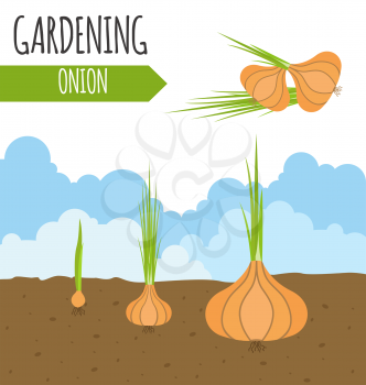 Garden. Onion. Plant growth. Vector illustration