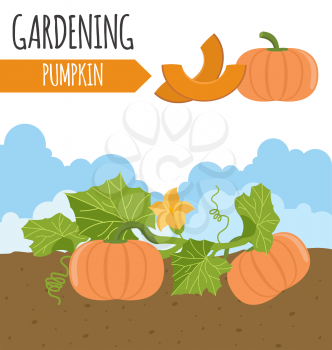 Garden. Pumpkin. Plant growth. Vector illustration