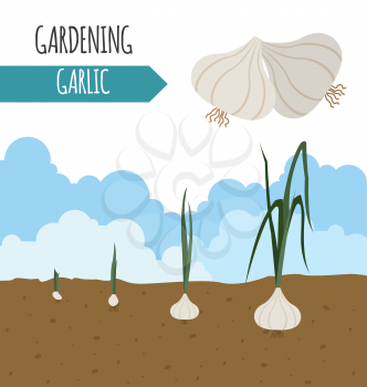 Garden. Garlic. Plant growth. Vector illustration