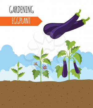 Garden. Eggplant. Plant growth. Vector illustration