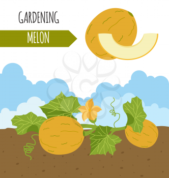 Garden. Melon. Plant growth. Vector illustration