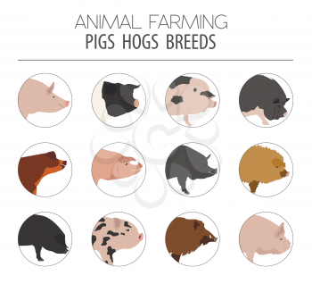 Pigs, hogs breed icon set. Flat design. Vector illustration
