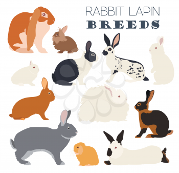 Rabbit, lapin breed icon set. Flat design. Vector illustration