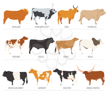Cattle breeding farming. Cow, bulls breed icon set. Flat design. Vector illustration
