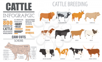 Cattle breeding farming infographic template. Flat design. Vector illustration