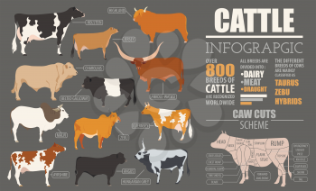 Cattle breeding farming infographic template. Flat design. Vector illustration