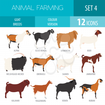Goat breeds icon set. Animal farming. Flat design. Vector illustration