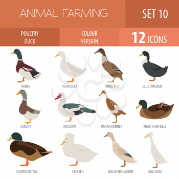 Poultry farming. Duck breeds icon set. Flat design. Vector illustration