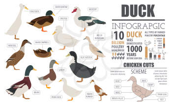 Poultry farming infographic template. Duck breeding. Flat design. Vector illustration
