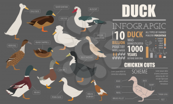 Poultry farming infographic template. Duck breeding. Flat design. Vector illustration