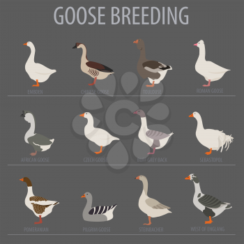 Poultry farming. Goose breeds icon set. Flat design. Vector illustration