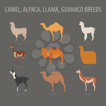 Camel, llama, guanaco, alpaca breeds icon set. Animal farming. Flat design. Vector illustration
