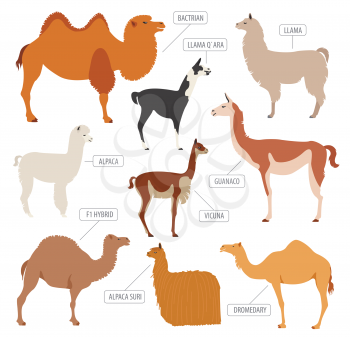 Camel, llama, guanaco, alpaca breeds icon set. Animal farming. Flat design. Vector illustration
