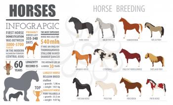 Horse breeding  infographic template. Farm animal. Flat design. Vector illustration