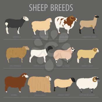 Sheep breed icon set. Farm animal. Flat design. Vector illustration