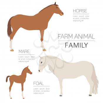 Horse farming infographic template. Stallion, mare, foal family. Flat design. Vector illustration