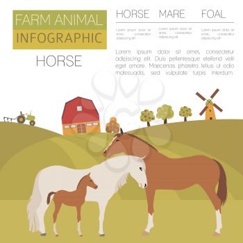 Horse farming infographic template. Stallion, mare, foal family. Flat design. Vector illustration