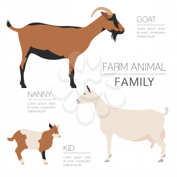 Goat farming infographic template. Animall family. Flat design. Vector illustration
