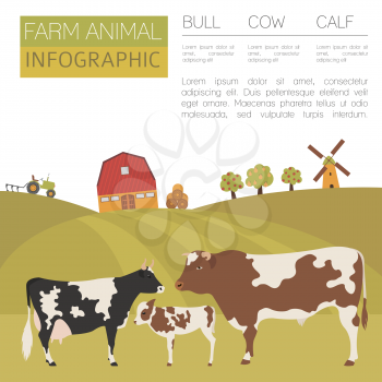 Cattle farming infographic template. Cow, bull, calf family. Flat design. Vector illustration