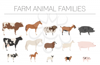 Farm animall family collection. Cattle, sheep, pig, horse, goat icon set. Flat design. Vector illustration