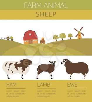 Sheep farming infographic template. Ram, ewe, lamb family. Flat design. Vector illustration
