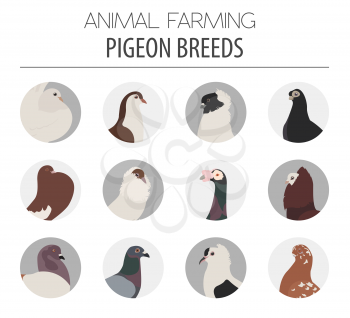 Poultry farming. Pigeon breeds icon set. Flat design. Vector illustration