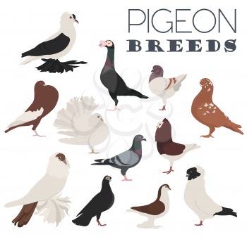Poultry farming. Pigeon breeds icon set. Flat design. Vector illustration