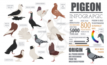 Poultry farming infographic template. Pigeon breeding. Flat design. Vector illustration