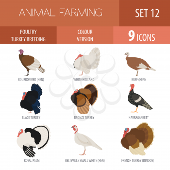 Poultry farming. Turkey breeds icon set. Flat design. Vector illustration