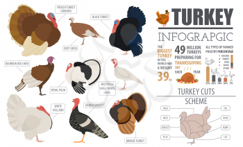 Poultry farming infographic template. Turkey breeding. Flat design. Vector illustration