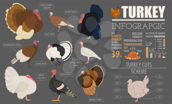 Poultry farming infographic template. Turkey breeding. Flat design. Vector illustration