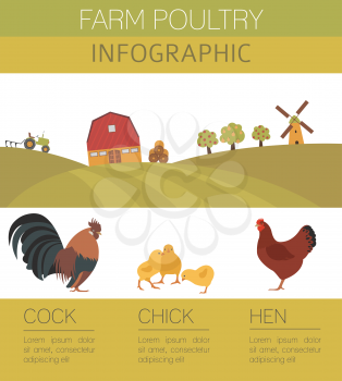 Poultry farming. Chicken family isolated on white. Flat design. Vector illustration