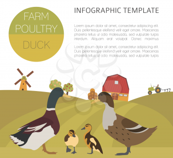 Poultry farming. Duck family isolated on white. Flat design. Vector illustration