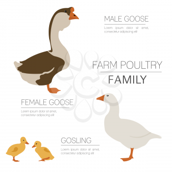 Poultry farming. Goose family isolated on white. Flat design. Vector illustration
