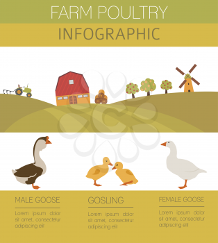 Poultry farming. Goose family isolated on white. Flat design. Vector illustration