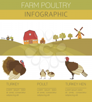 Poultry farming. Turkey family isolated on white. Flat design. Vector illustration