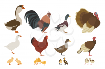 Poultry farming. Chicken, turkey, duck, goose family isolated on white. Vector illustration