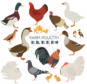 Poultry farming. Chicken, duck, goose, turkey, pigeon, quail icon set isolated on white. Flat design. Vector illustration
