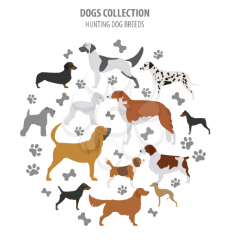 Hunting dog breeds collection isolated on white. Flat style. Vector illustration